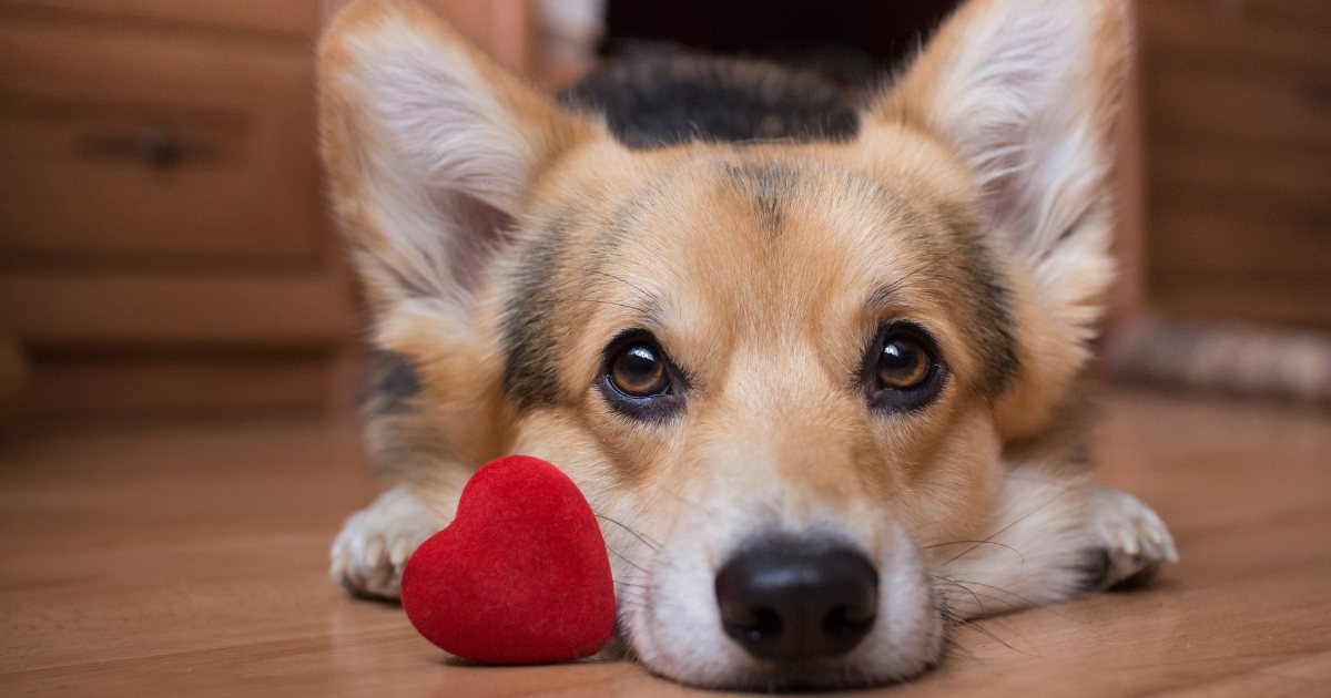 Valentine’s Day in the Veterinary Clinic [6 Ways to Show Some Love]